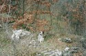 Cucciolone in ferma su beccaccia